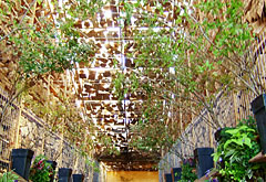 国際花の交流館